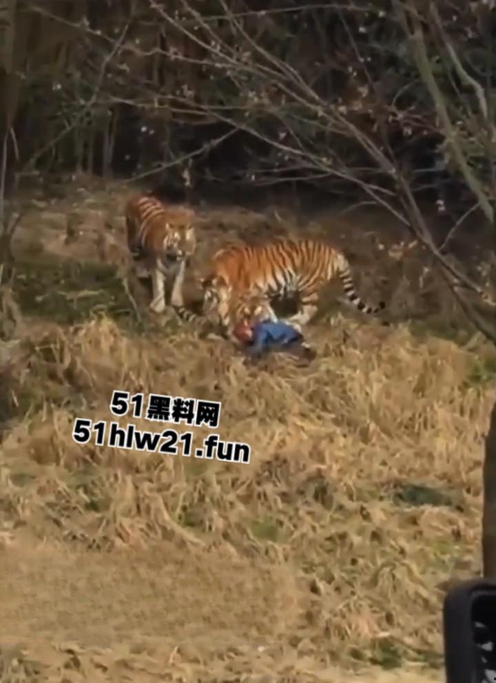 浙江宁波雅戈尔动物园,男子翻越围墙遭老虎攻击致死,老虎遭警方枪杀,园方称死者并没有买票。-7