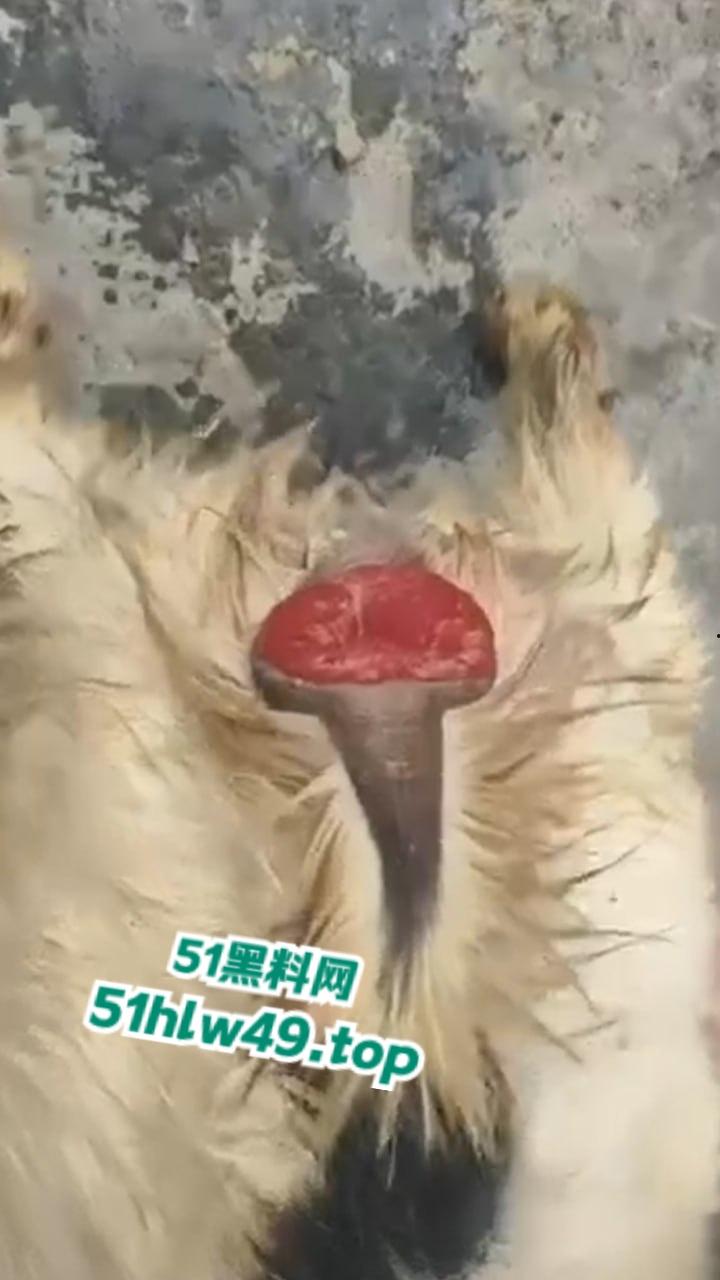 公羊群竟也有基佬,瓜友曝光自己家小羊遭一群公羊后入轮奸,屁眼都给干翻了把小编都看笑了!-6