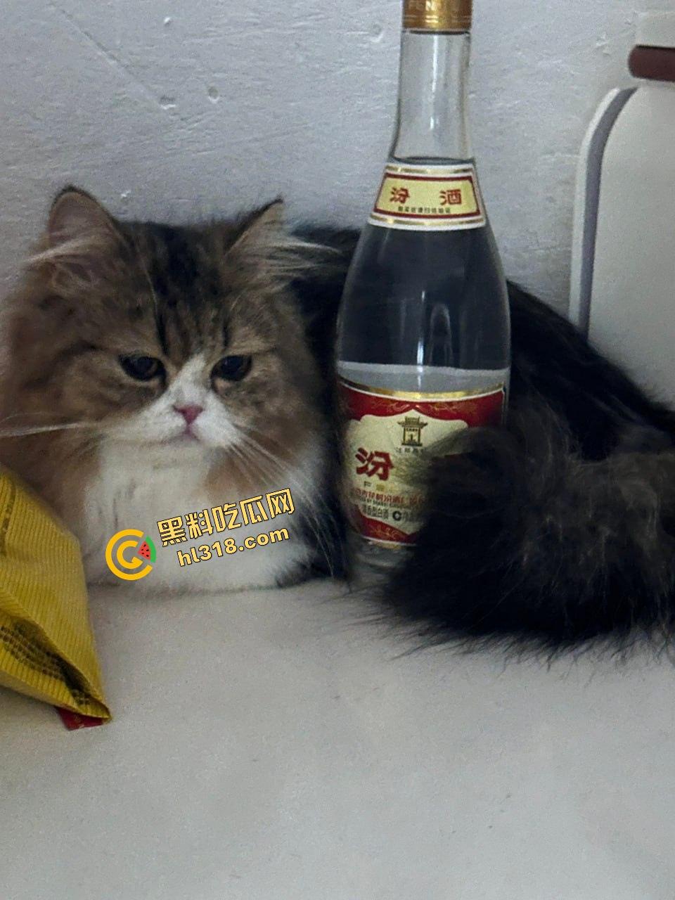 推特福利姬『Enthus1asmm』爆火,蜜桃乳蜂腰新晋巨乳狠货,小狗造型看一次想十次!-9