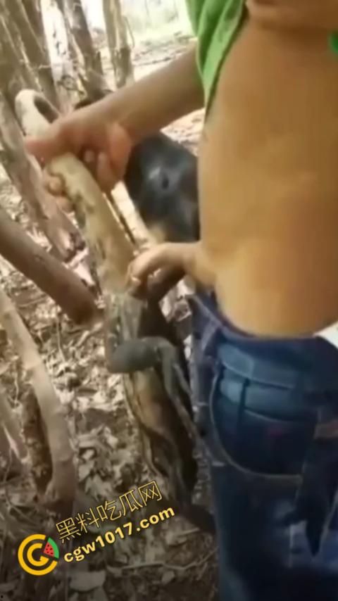 印度阿三享受变态玩乐:鸡巴爆操蜥蜴嫩穴,直到精液喷涌,炫耀异样快感,震撼画面引无数网民围观-6