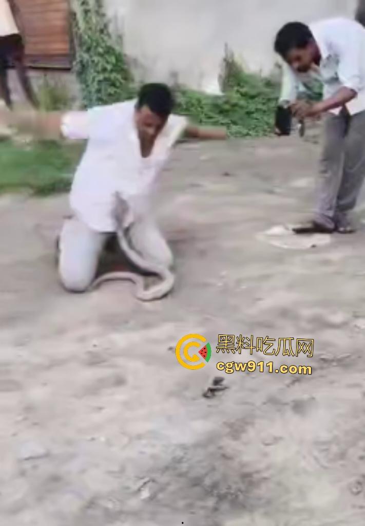 印度蛇王装逼被反杀，毒眼镜蛇一口咬死抓蛇神人，没想到血清忘带了，直接当场丧命，下辈子别再装逼了！-1