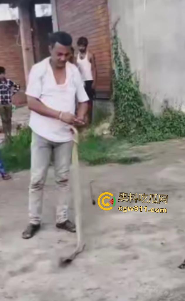 印度蛇王装逼被反杀，毒眼镜蛇一口咬死抓蛇神人，没想到血清忘带了，直接当场丧命，下辈子别再装逼了！-3