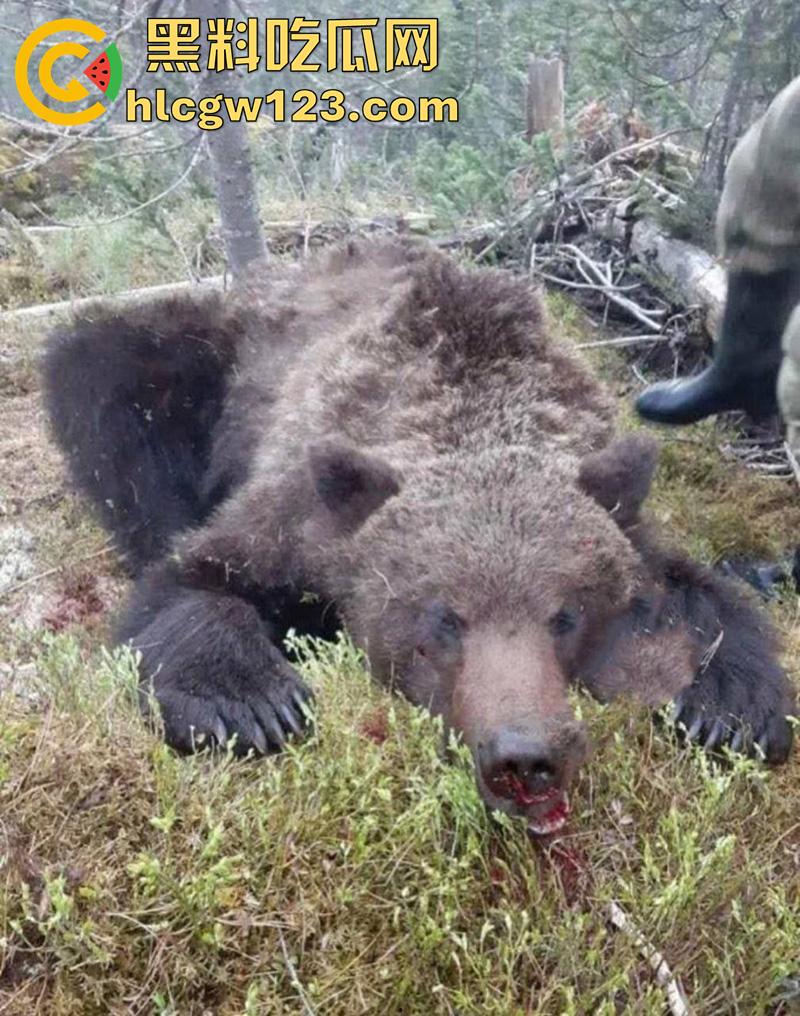 西藏贡嘎藏马熊屠杀人类,帅哥随旅行团西藏游,一行人挖虫草误入熊窝,头骨被咬碎无一生还!-10