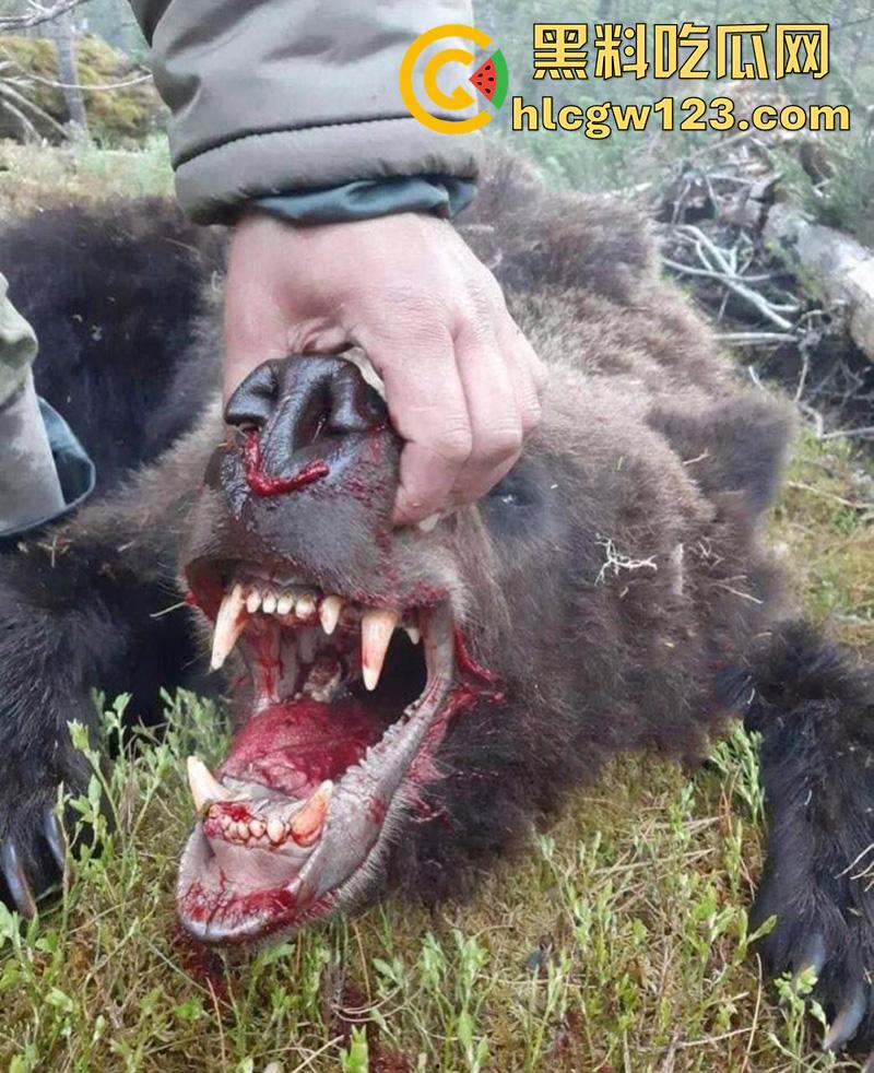西藏贡嘎藏马熊屠杀人类,帅哥随旅行团西藏游,一行人挖虫草误入熊窝,头骨被咬碎无一生还!-11