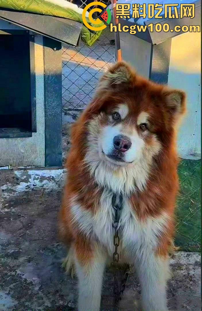 千万粉网红【潘宏爱玩狗】深陷虐狗风波，艾特直播洗澡窒息死亡，【陈乔恩】发声批判-3