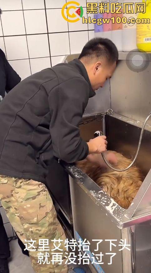 千万粉网红【潘宏爱玩狗】深陷虐狗风波，艾特直播洗澡窒息死亡，【陈乔恩】发声批判-9