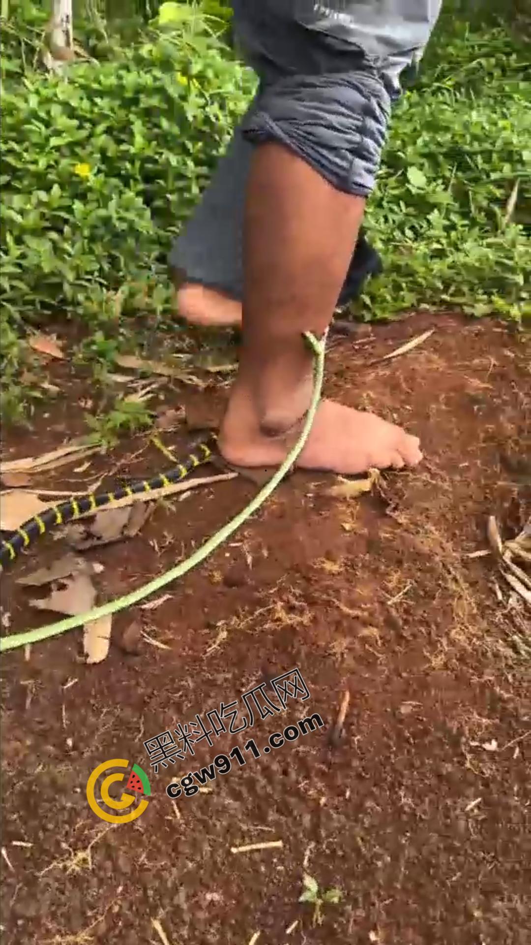 恐怖渗人！越南老哥终日与毒蛇共舞，练就百毒不侵的体魄，神操作直接看呆众人-2