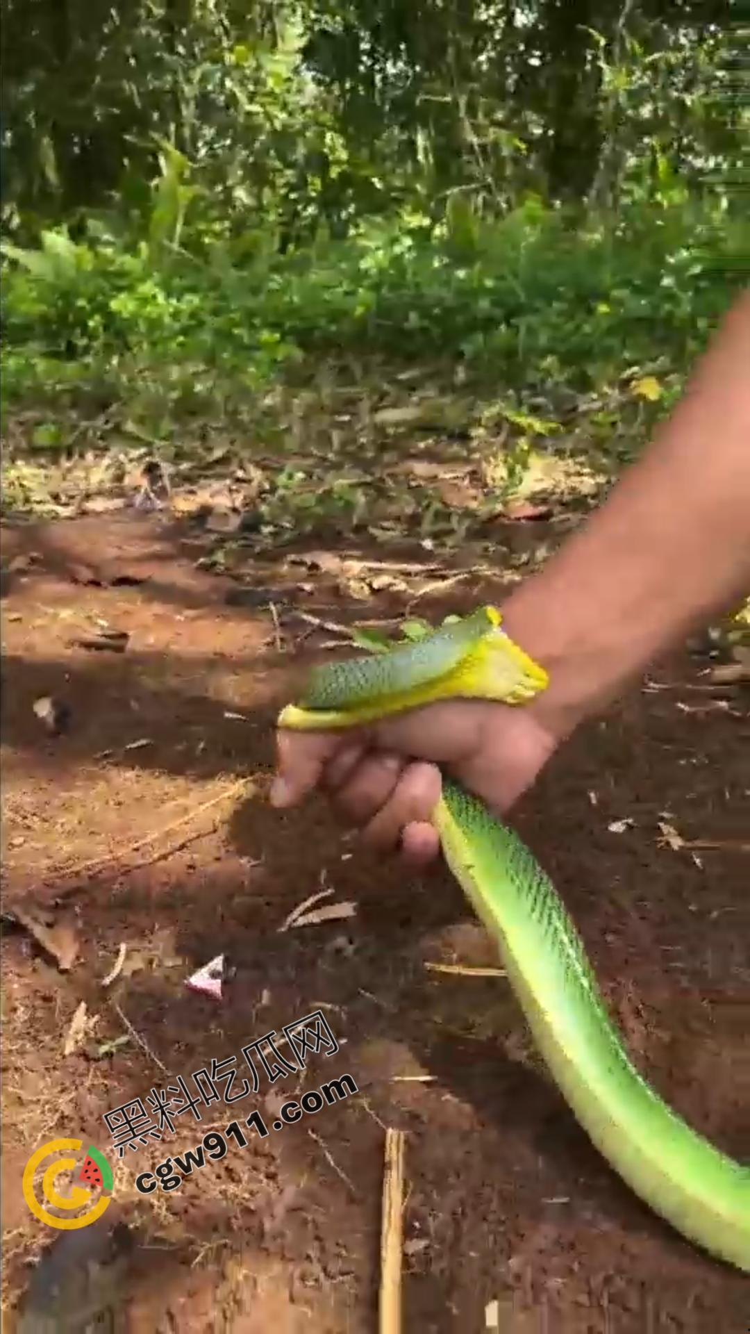 恐怖渗人！越南老哥终日与毒蛇共舞，练就百毒不侵的体魄，神操作直接看呆众人-8