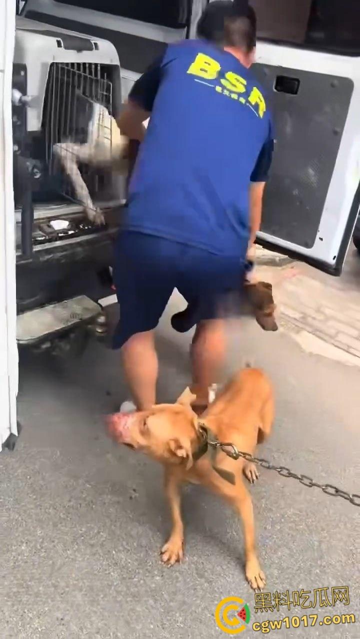 安徽马鞍山和县京都公馆,一头野猪将居民门撞坏后跑进居民家里,公安携带猎犬和道具将野猪麻醉 !-4