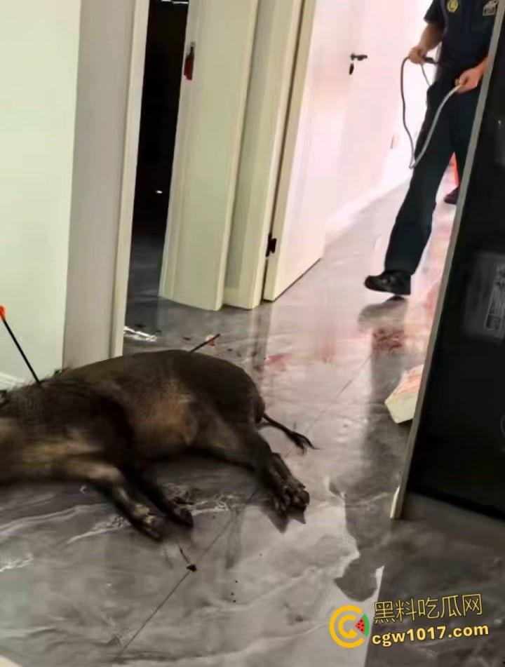 安徽马鞍山和县京都公馆,一头野猪将居民门撞坏后跑进居民家里,公安携带猎犬和道具将野猪麻醉 !-6