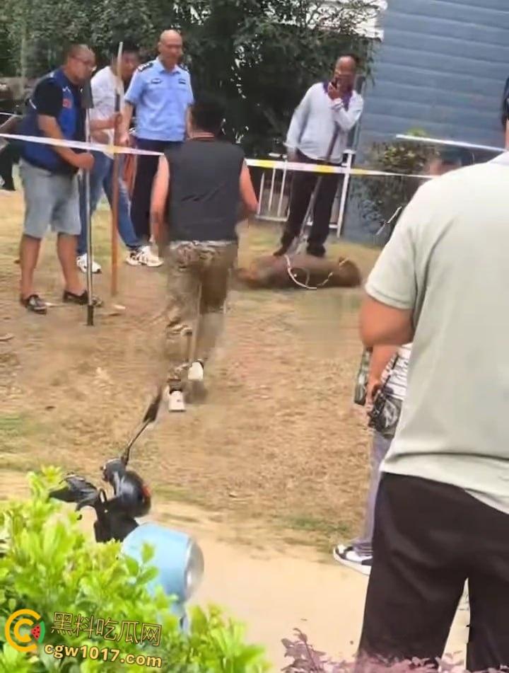 安徽马鞍山和县京都公馆,一头野猪将居民门撞坏后跑进居民家里,公安携带猎犬和道具将野猪麻醉 !-7