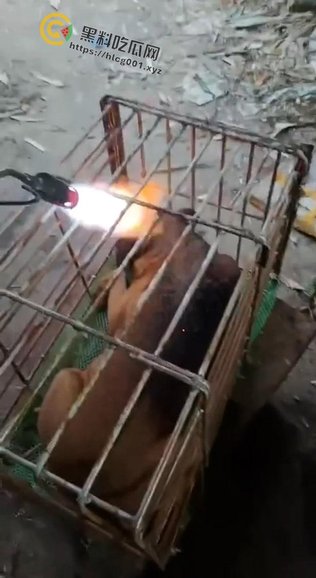 爱狗人士原地去世！男子把狗关进笼子喷火器狂烧 还在嚣张嘲讽 变态来了都得骂变态-4