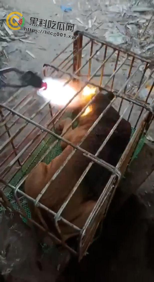 爱狗人士原地去世！男子把狗关进笼子喷火器狂烧 还在嚣张嘲讽 变态来了都得骂变态-6