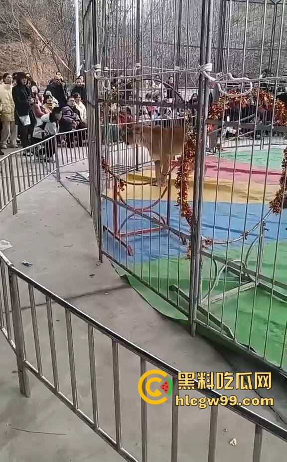 山西运城大年初三狮子突然发疯当街撕咬活人 驯兽师狂揍都没用 死咬不松口！-1