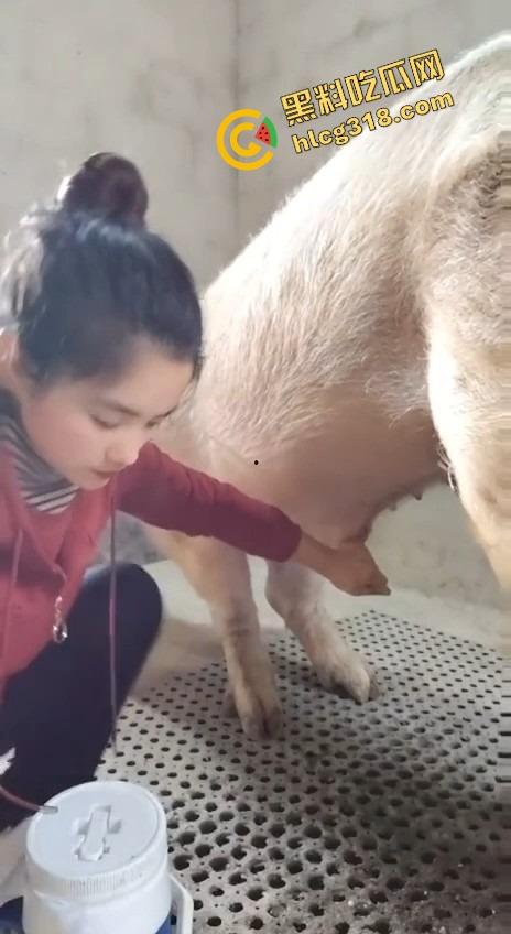 美女上岗第一天就被安排帮猪撸取精,手法娴熟动作老练,取精现场表情管理拉满-2