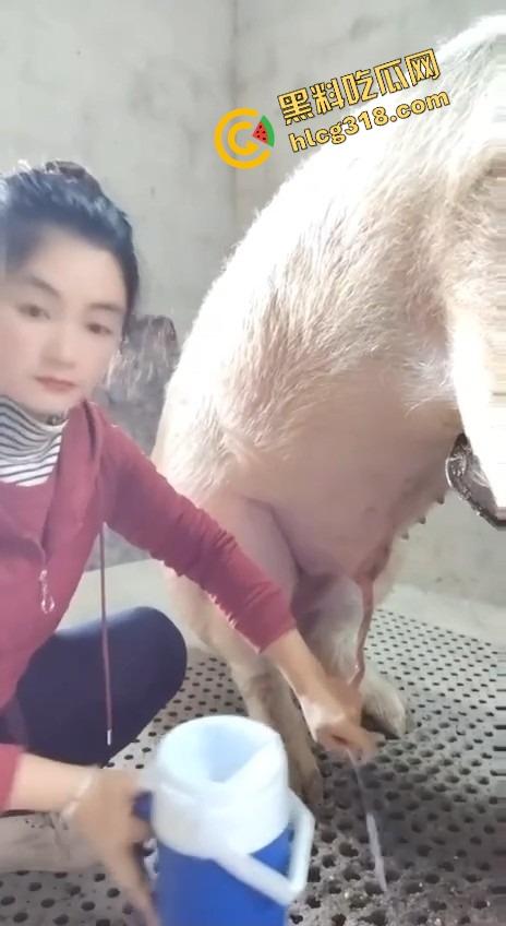 美女上岗第一天就被安排帮猪撸取精,手法娴熟动作老练,取精现场表情管理拉满-3