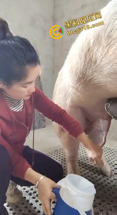 美女上岗第一天就被安排帮猪撸取精,手法娴熟动作老练,取精现场表情管理拉满-4