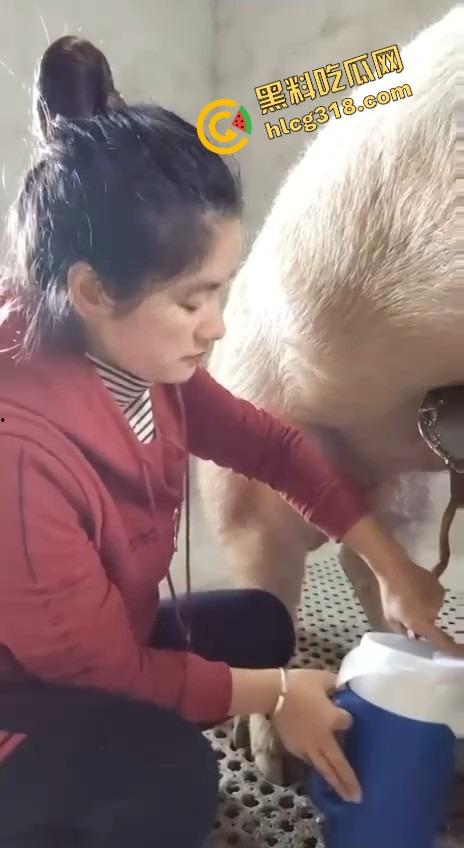 美女上岗第一天就被安排帮猪撸取精,手法娴熟动作老练,取精现场表情管理拉满-5