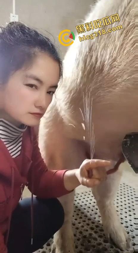 美女上岗第一天就被安排帮猪撸取精,手法娴熟动作老练,取精现场表情管理拉满-7