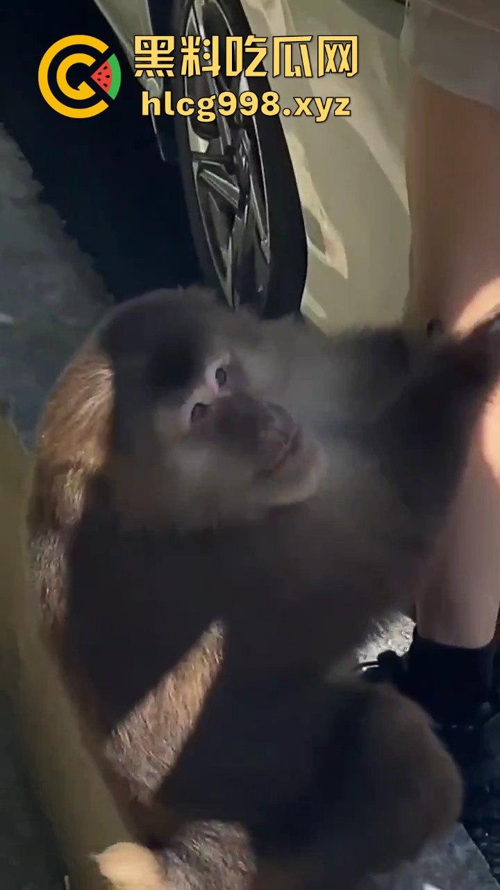 奇葩猴子不吃香蕉专爱美女！见到女的就疯狂抱大腿、抓胸、扯头发！-5