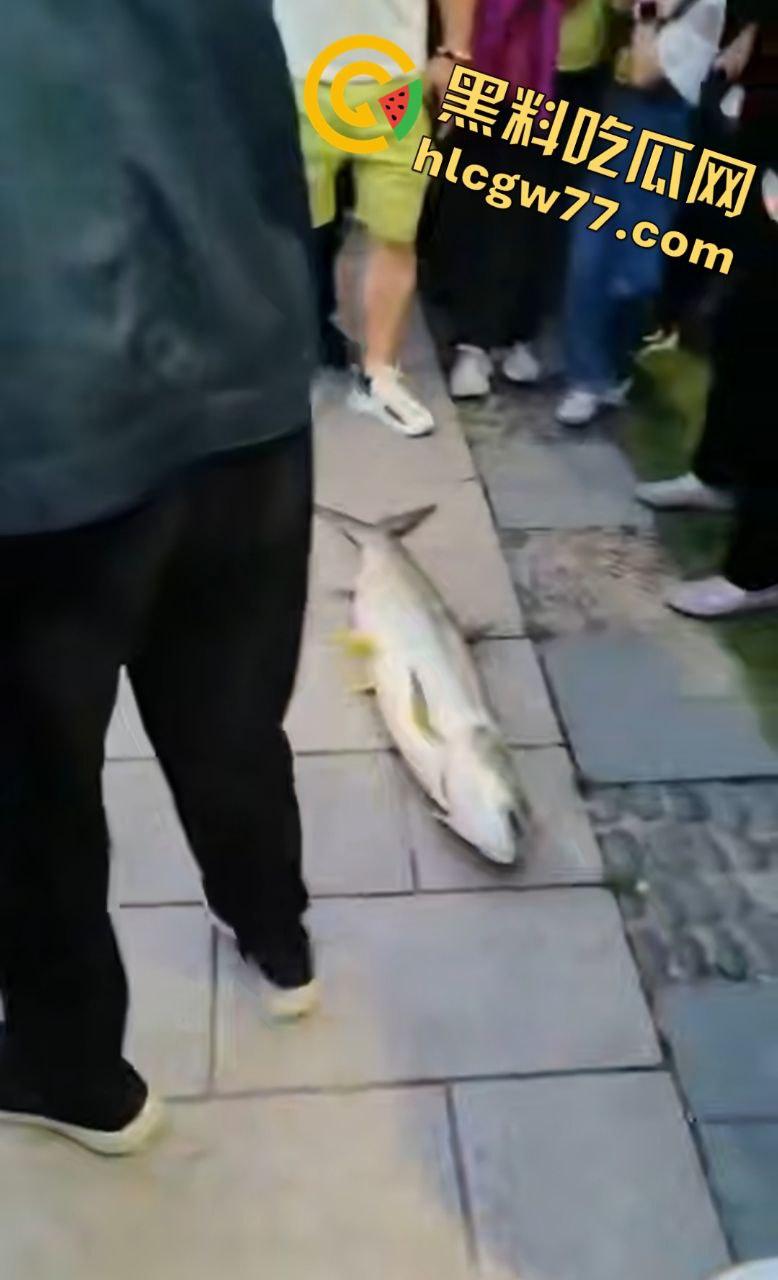 浙江宁波月湖公园惊爆变态大瓜，男子偷鱼用鱼嘴撸管，保安抓场逼放生！-5