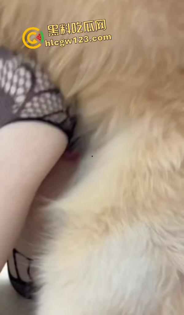 华中科技大学博士【秦妮】连体黑丝被金毛后入肥B叫声，男友在一旁被狗“绿”得真过瘾！-2