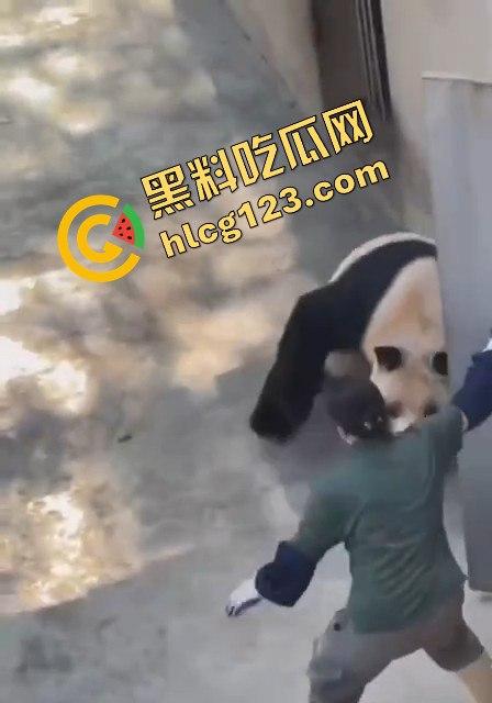 重庆动物园熊猫发狂，饲养员被推倒现场尖叫不断！-2