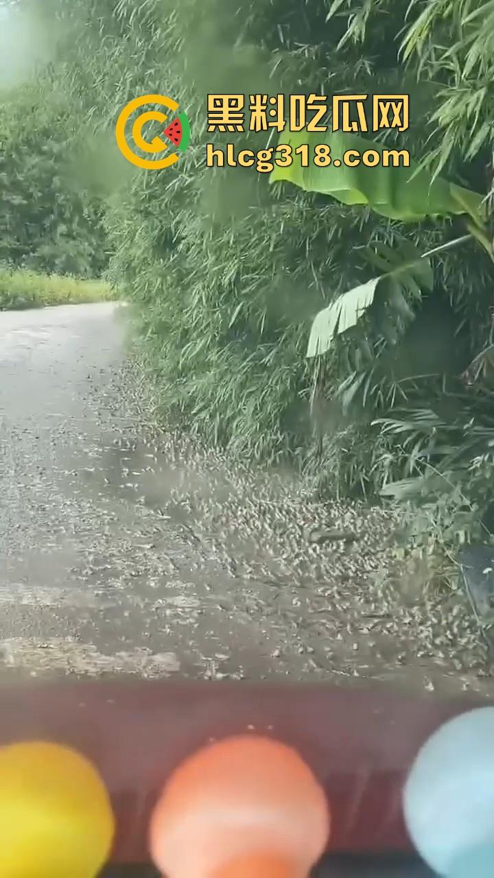 广东阳江地震后大奇观！路边出现巨量青蛙，排队组团迁徙，这是有什么说法吗？难道又要震了！-4