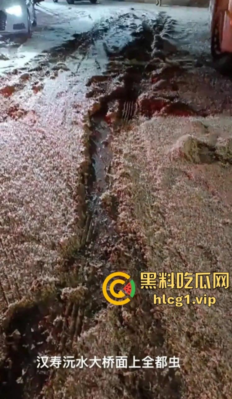 密集恐惧症慎入！湖南常德汉寿沅水大桥 飞虫像下雪一样“至少上10亿只‘’-3