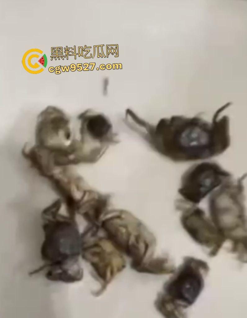 拼多多直播间骗人？69.99元20只“蟹黄满满”大螃蟹翻车！到手拇指大小，网购梦碎，再也不相信网购了！-4