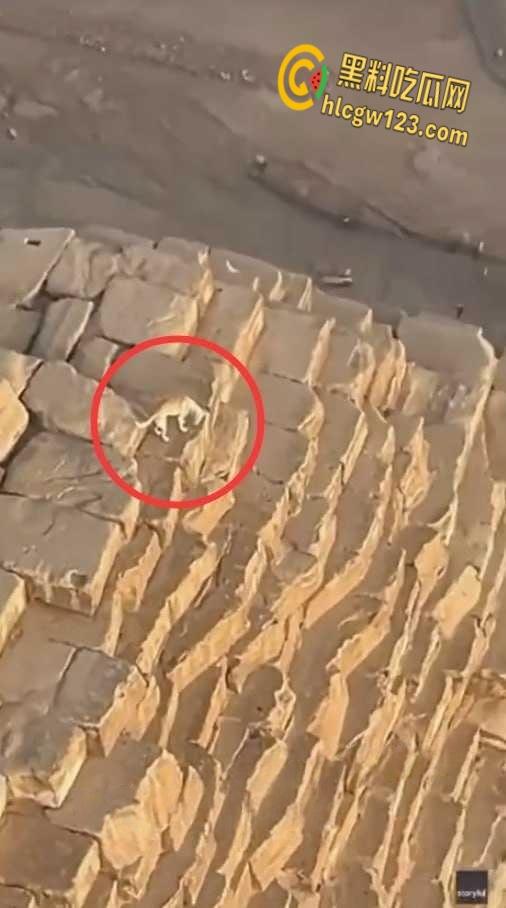 狗狗硬爬126米金字塔顶,狂吠耍帅当“法老”,稳稳下塔震惊全球!-6