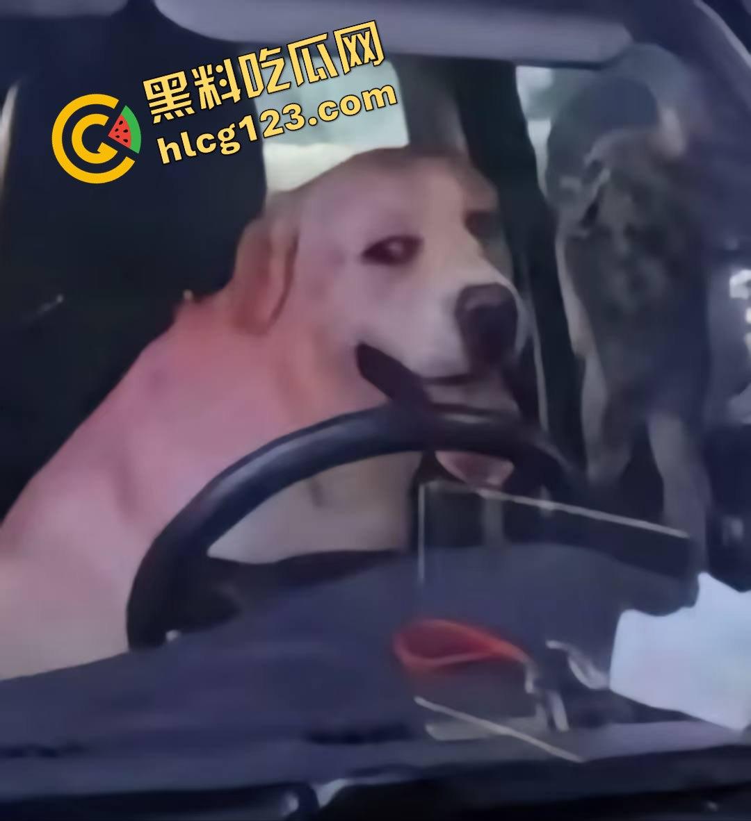湖南邵东拉布拉多狗司机开倒车撞摊，装无辜伸舌头竟然成了明星！-1