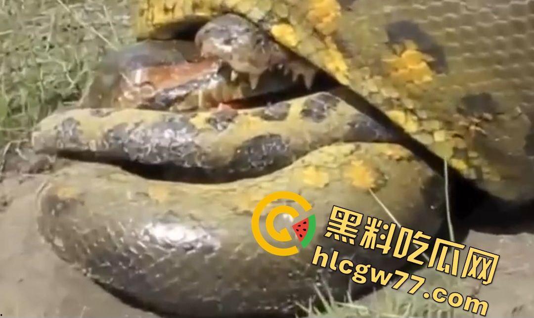 陆地大乱斗！蟒蛇绞杀鳄鱼，死亡翻滚失效，眼珠爆出吓尿摄影师！-5
