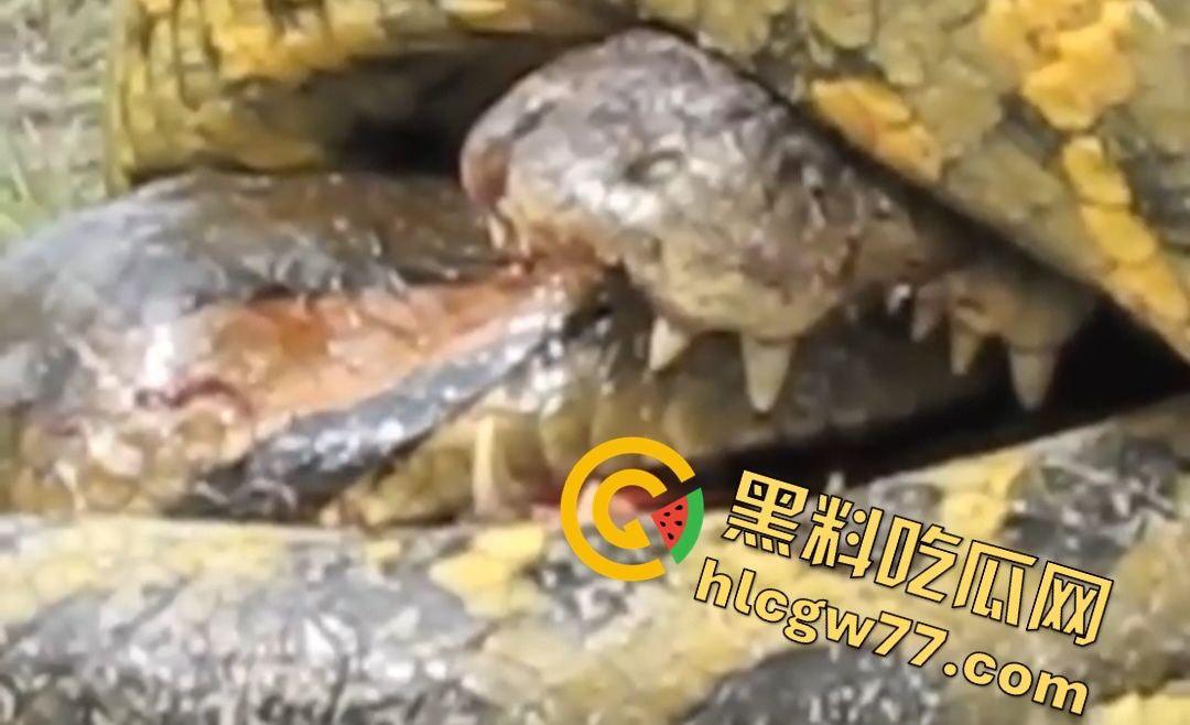 陆地大乱斗！蟒蛇绞杀鳄鱼，死亡翻滚失效，眼珠爆出吓尿摄影师！-6