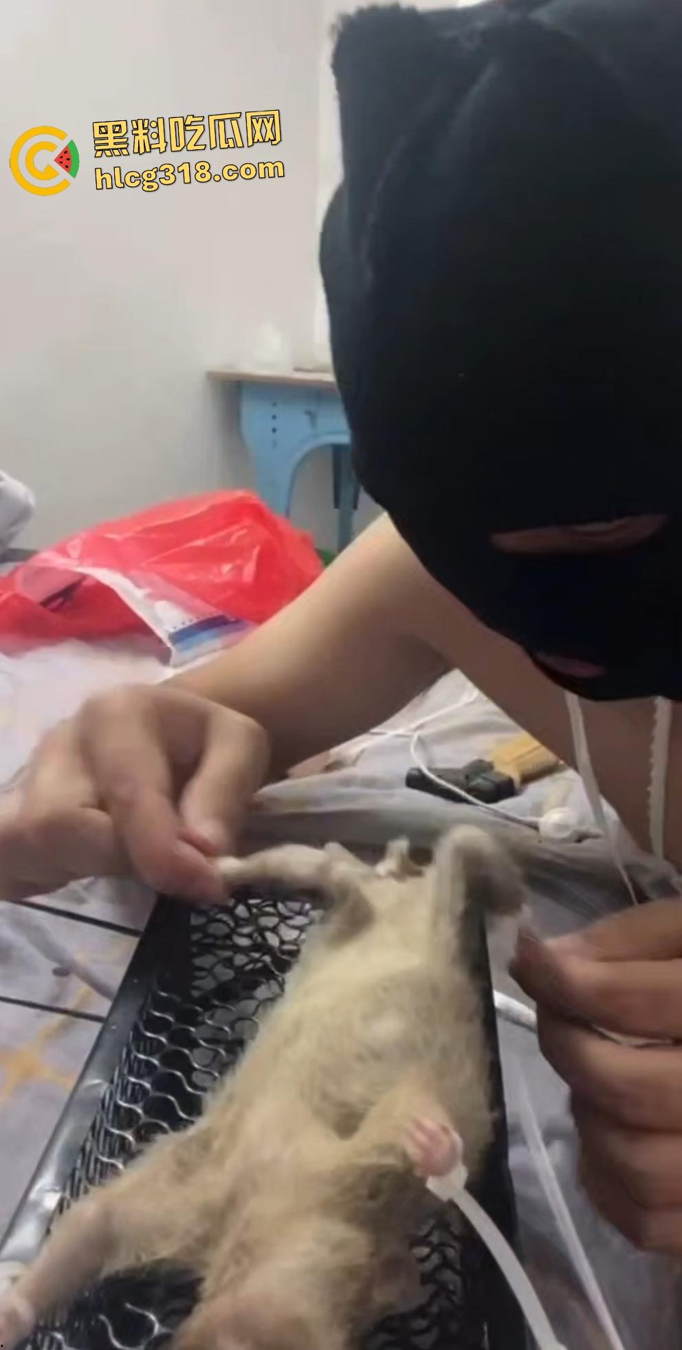 人兽变态新高度!蒙面猛男生啃死老鼠小鸡鸡,带着面罩生怕别人不知道是变态?-4