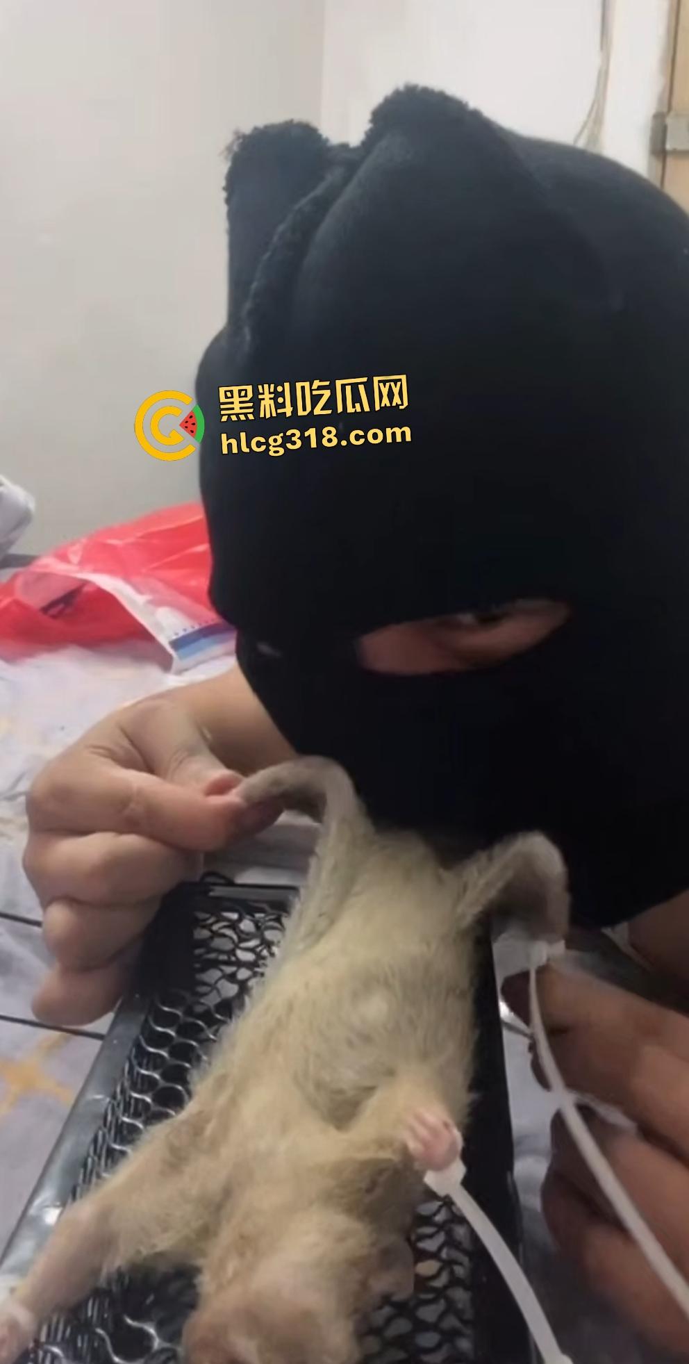 人兽变态新高度!蒙面猛男生啃死老鼠小鸡鸡,带着面罩生怕别人不知道是变态?-6