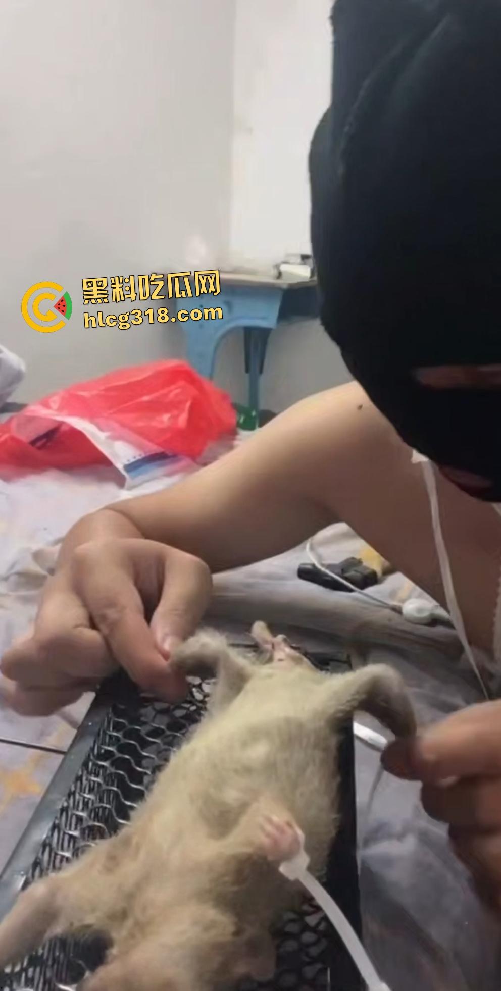 人兽变态新高度!蒙面猛男生啃死老鼠小鸡鸡,带着面罩生怕别人不知道是变态?-8