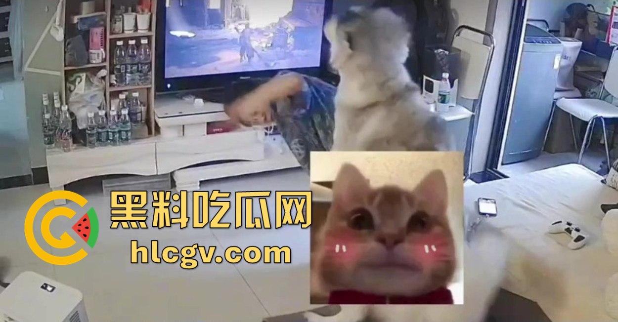 阿拉斯加趁女主人换手柄扑上去玩后入想日逼!妹子挣扎半天脱身,气得直发火!-6