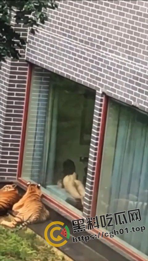 江苏南通动物园酒店!老虎遇上骚逼都懵逼 这是谁的臭母狗赶紧领走-1