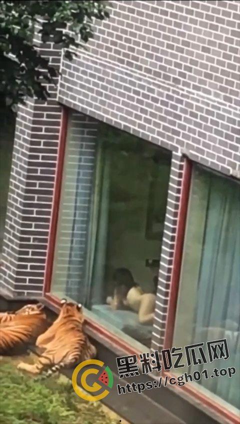 江苏南通动物园酒店!老虎遇上骚逼都懵逼 这是谁的臭母狗赶紧领走-2