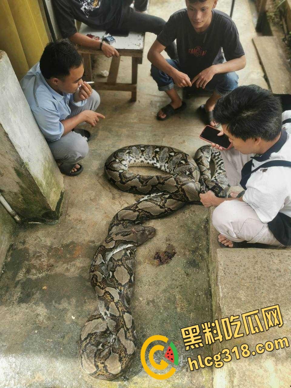 农夫徒手大战蟒蛇,54公斤巨型蟒蛇被活活打死,农户剥皮下锅做大补美食,场面血腥 !-1