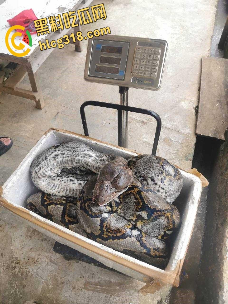 农夫徒手大战蟒蛇,54公斤巨型蟒蛇被活活打死,农户剥皮下锅做大补美食,场面血腥 !-2