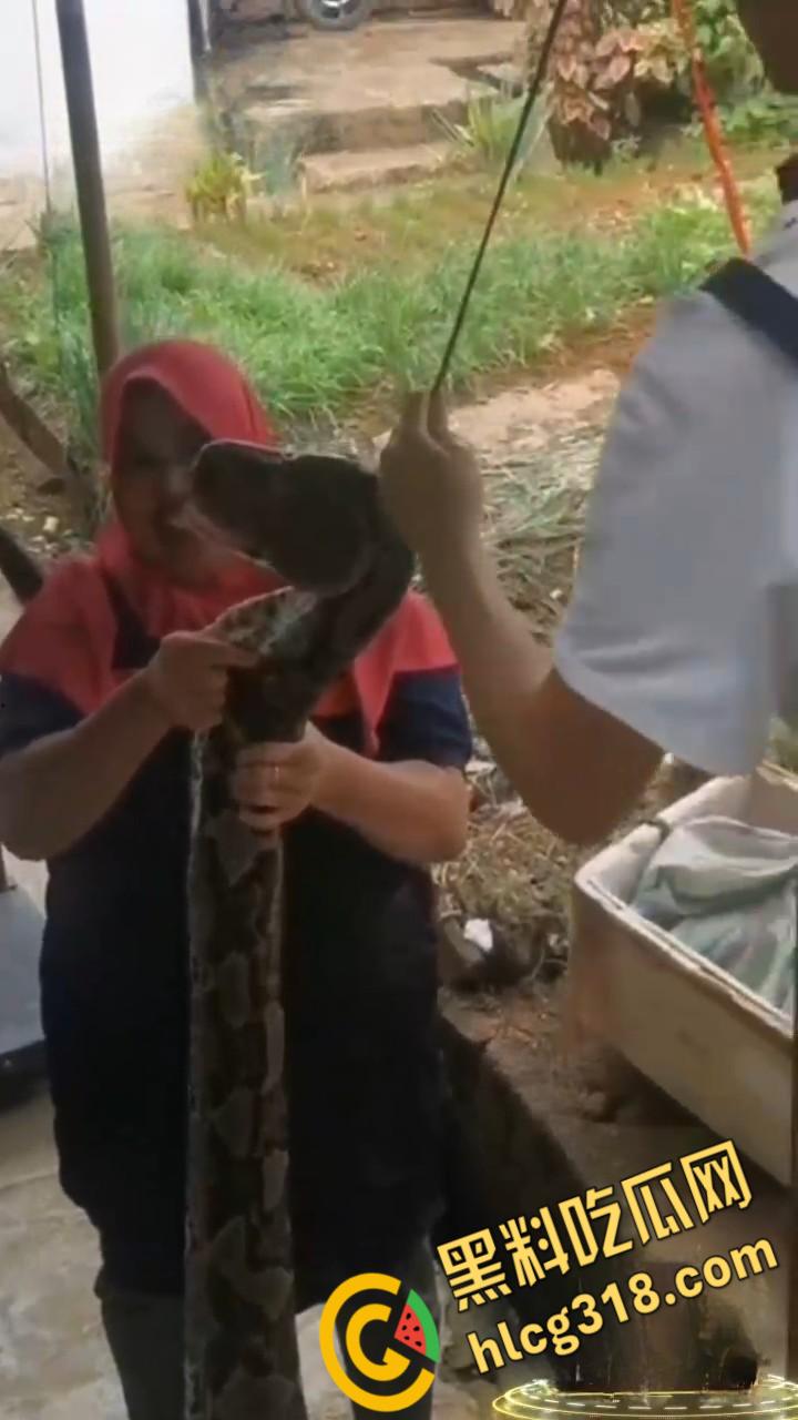 农夫徒手大战蟒蛇,54公斤巨型蟒蛇被活活打死,农户剥皮下锅做大补美食,场面血腥 !-3