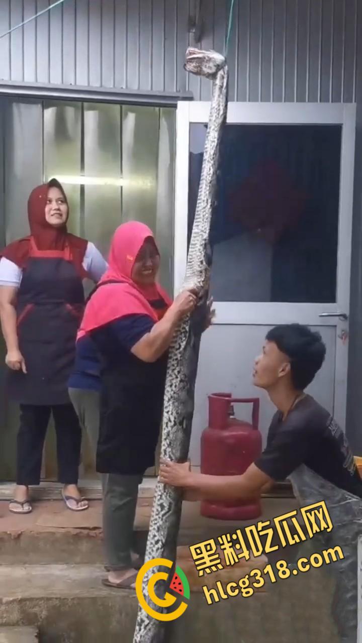 农夫徒手大战蟒蛇,54公斤巨型蟒蛇被活活打死,农户剥皮下锅做大补美食,场面血腥 !-6