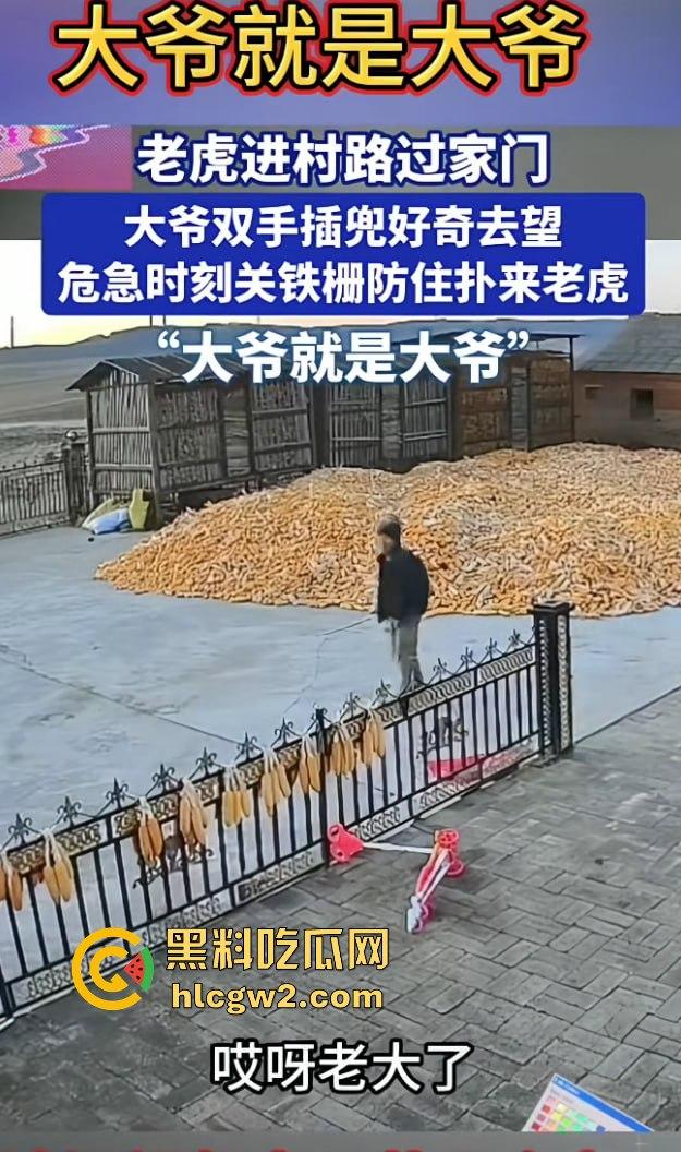 黑龙江勃利县长太村惊现野生东北虎入村 咬伤65岁大爷 大爷吃瓜看虎差点被虎吃 大爷还是大爷！-3