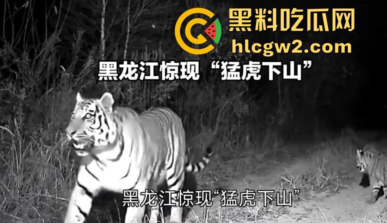 黑龙江勃利县长太村惊现野生东北虎入村 咬伤65岁大爷 大爷吃瓜看虎差点被虎吃 大爷还是大爷！-10