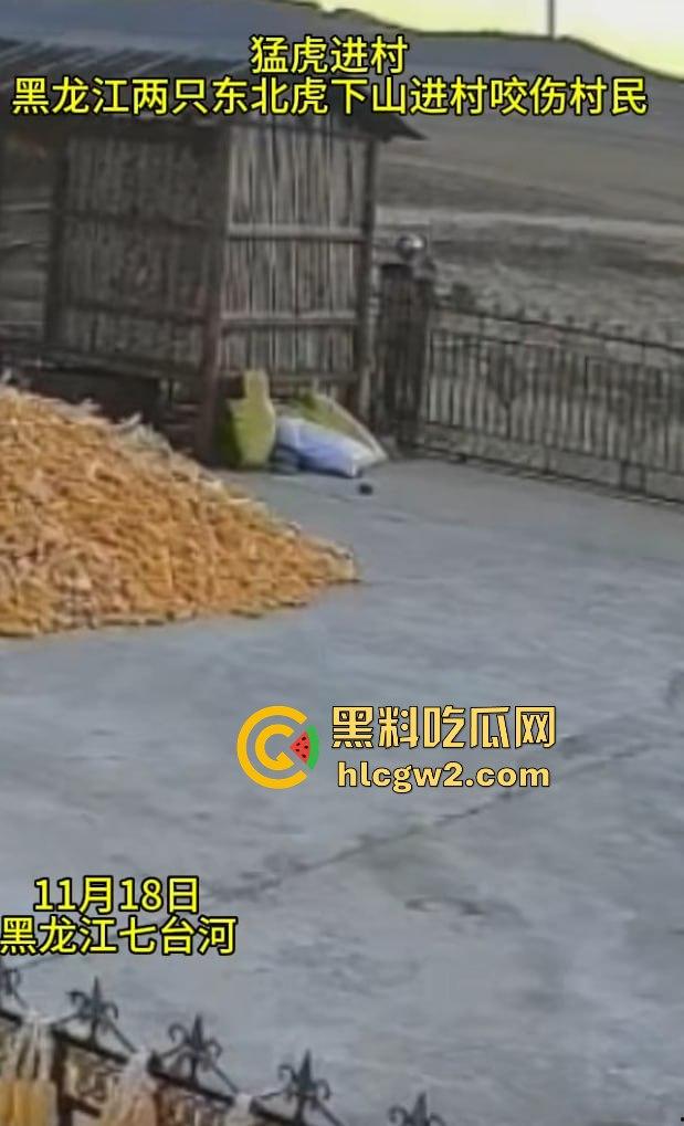 黑龙江勃利县长太村惊现野生东北虎入村 咬伤65岁大爷 大爷吃瓜看虎差点被虎吃 大爷还是大爷！-12