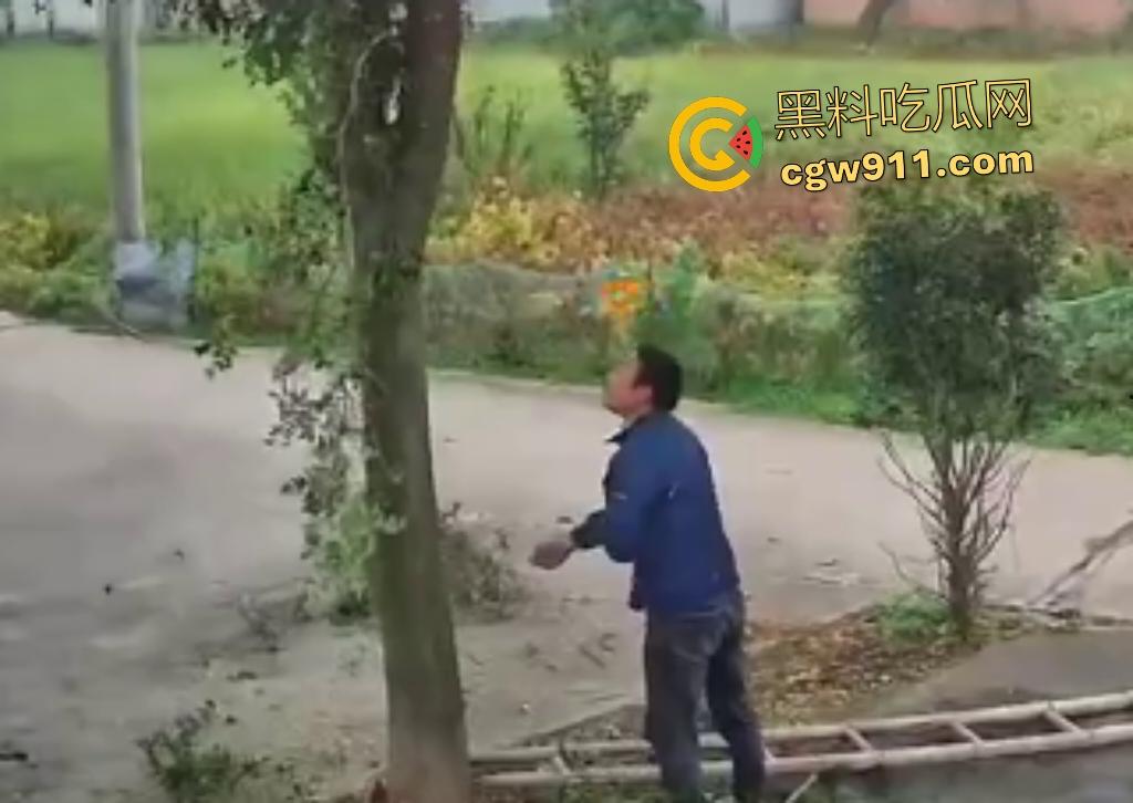 大爷作死上树砍枝惨摔内伤！年过半百爬木梯伐树，树枝滑落砸翻落地，这才是真伐木累，痛到怀疑人生！-6