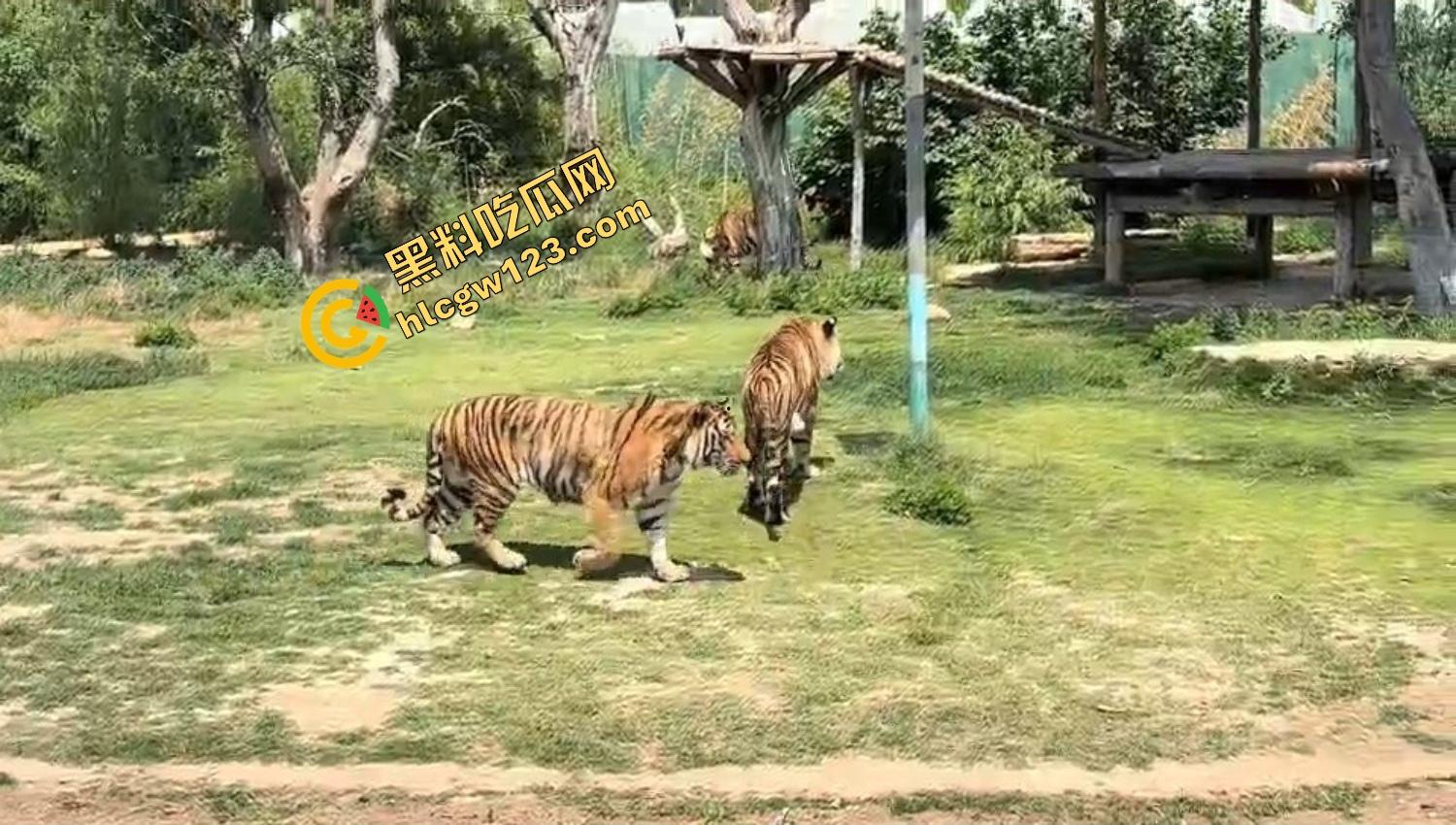 山东德州欧乐堡惊现一只大鹤误入虎区，七虎围成战术扇形现场1V7，最后成了热菜！-3