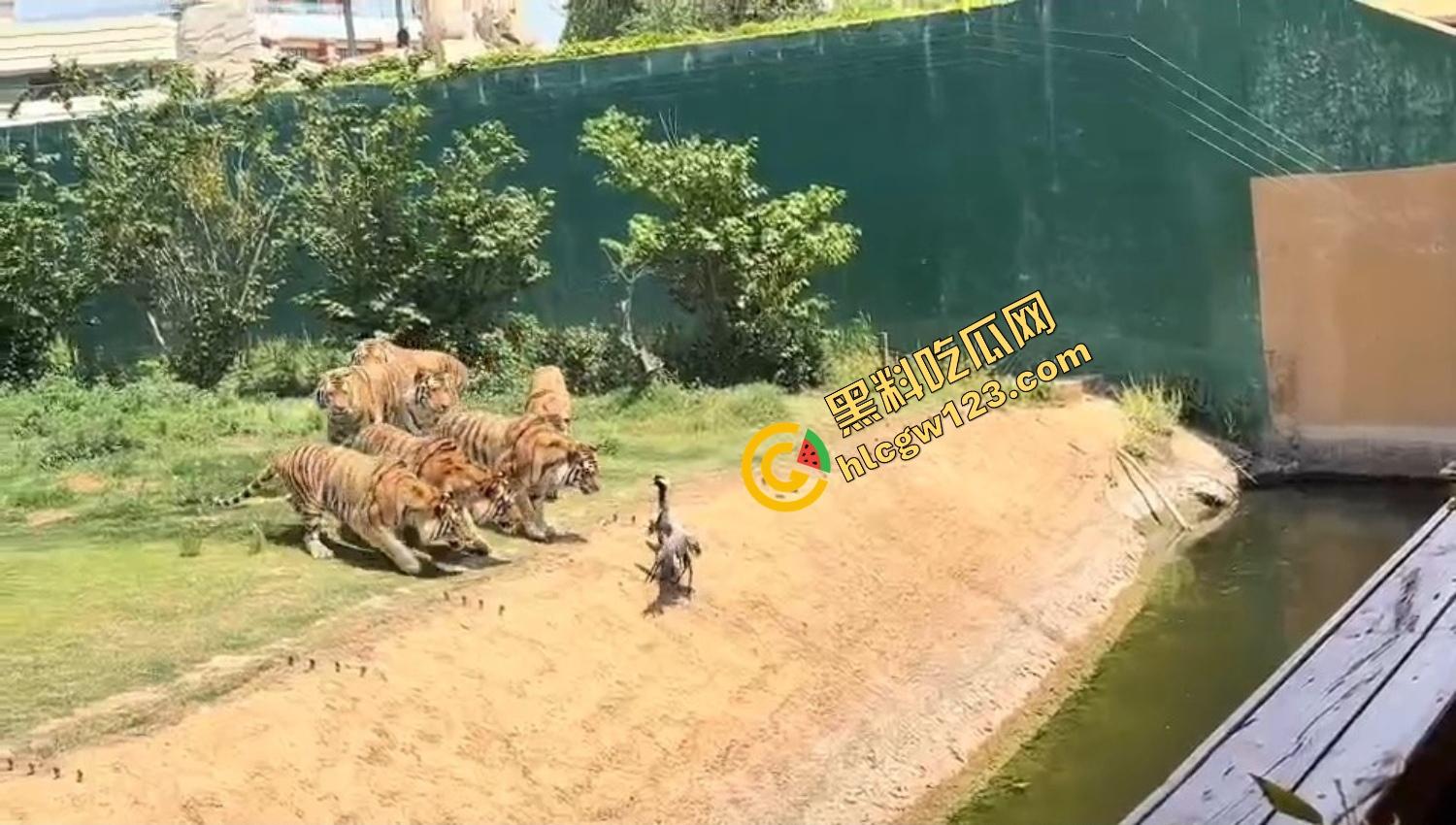 山东德州欧乐堡惊现一只大鹤误入虎区，七虎围成战术扇形现场1V7，最后成了热菜！-8